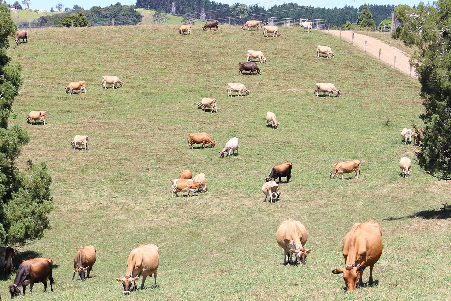 More Than Milk Unique Dairy Farms Open Their Gates DairyNZ