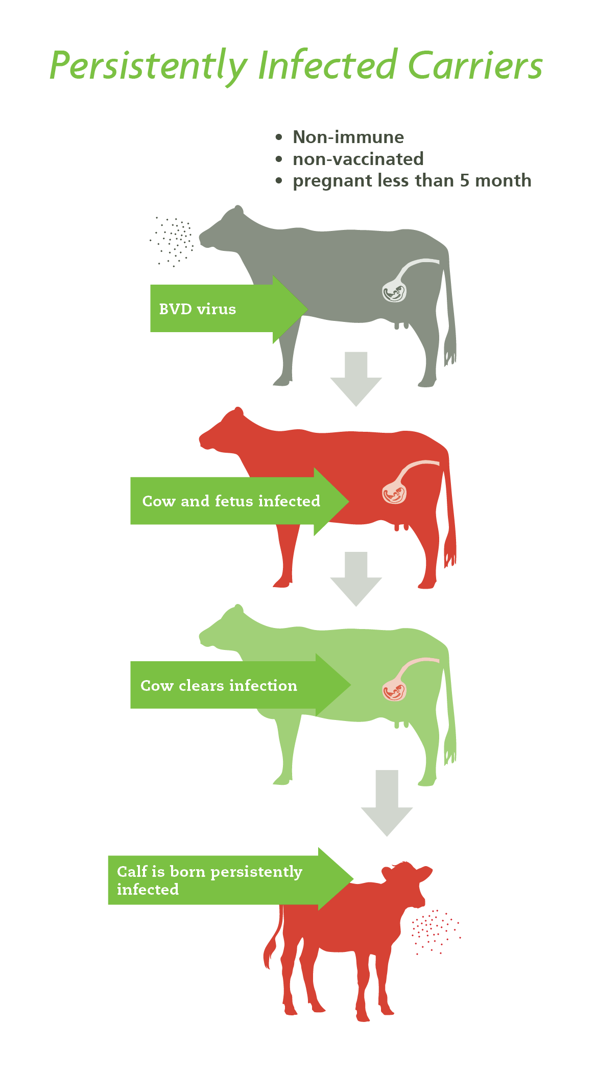 How An Animal Compares To The Genetic Base Cow 2022
