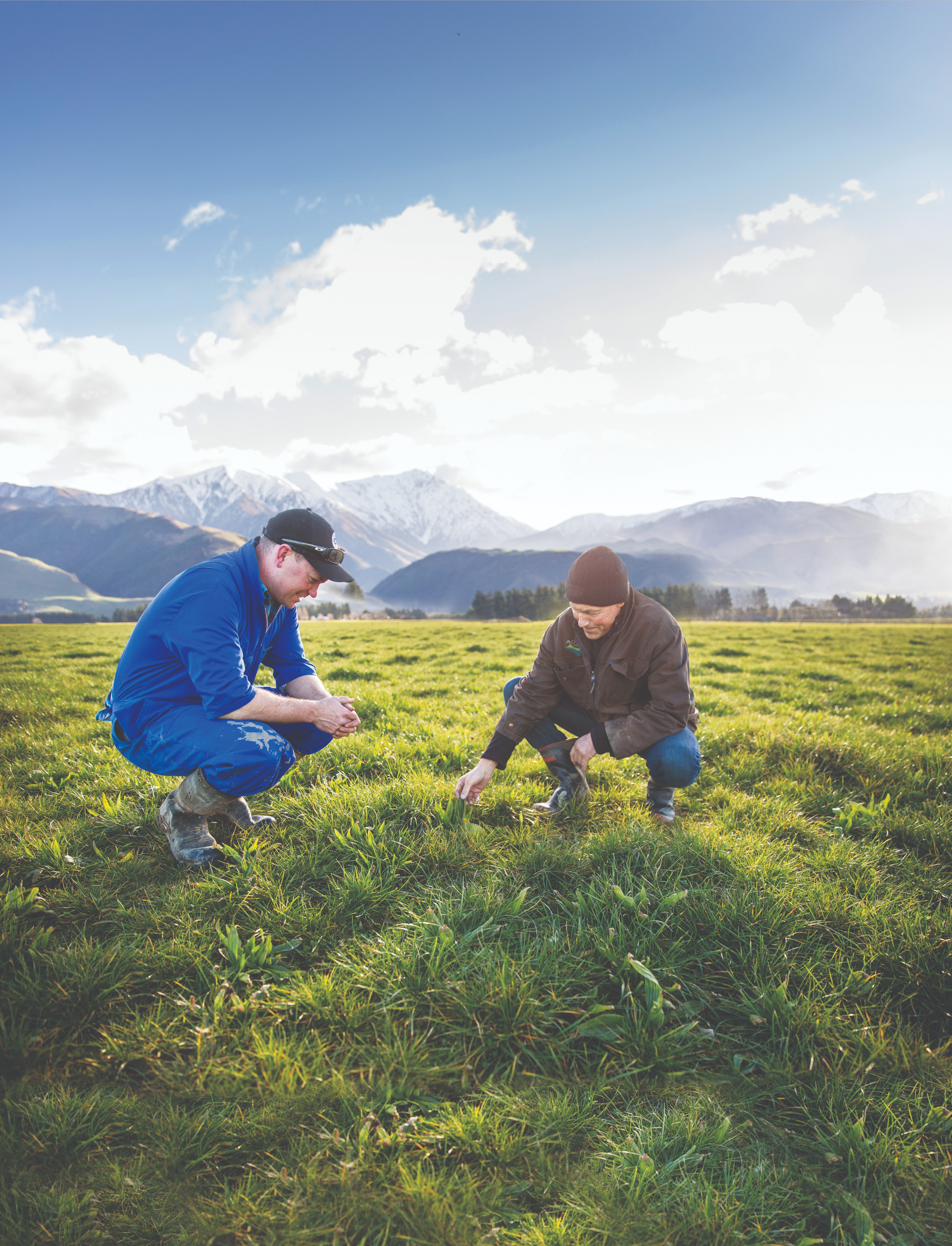 Pasture assessment - DairyNZ | DairyNZ