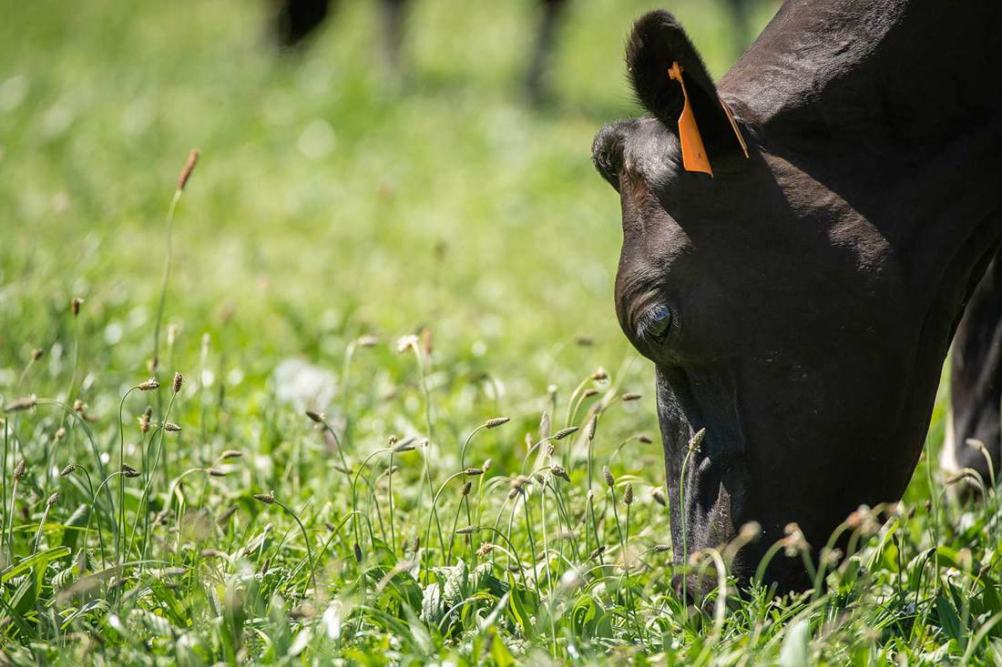 A head shot of a dairy cow grazing in a New Zealand paddock.