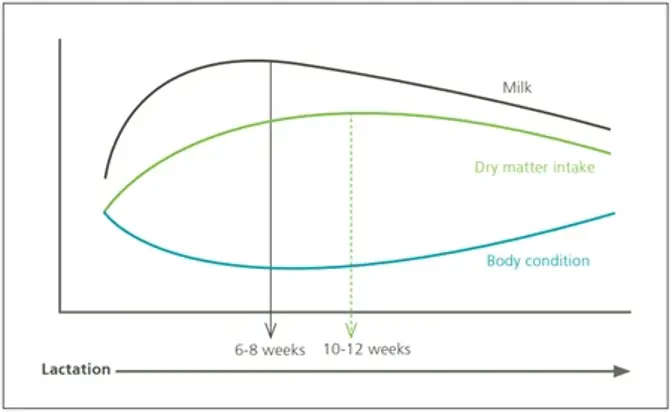 Chart showing loss of BCS in early lactation