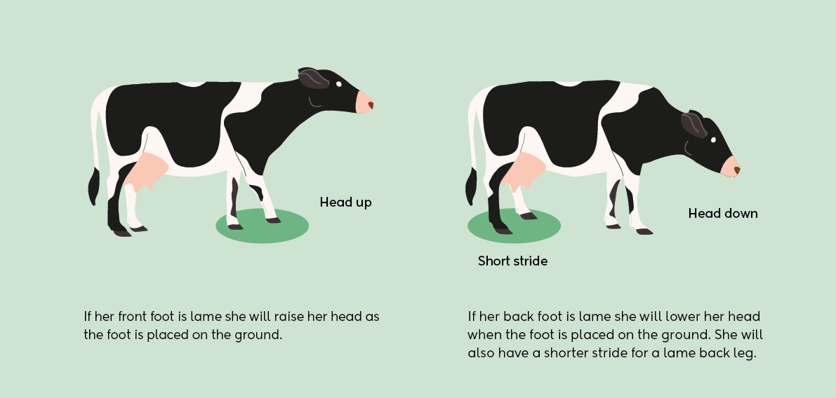 Infographic to help identify lameness in a dairy cow