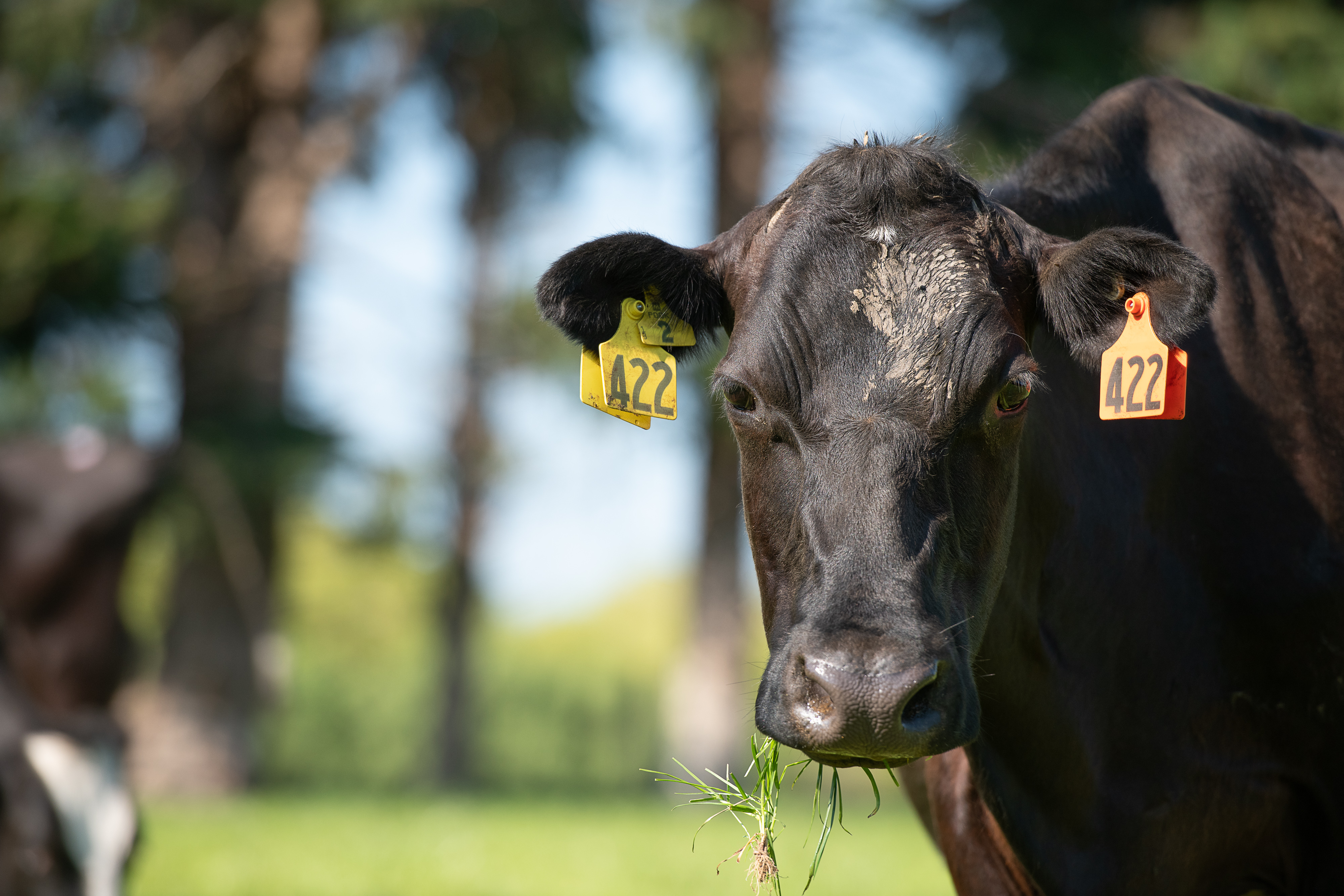 Grass staggers - DairyNZ | DairyNZ