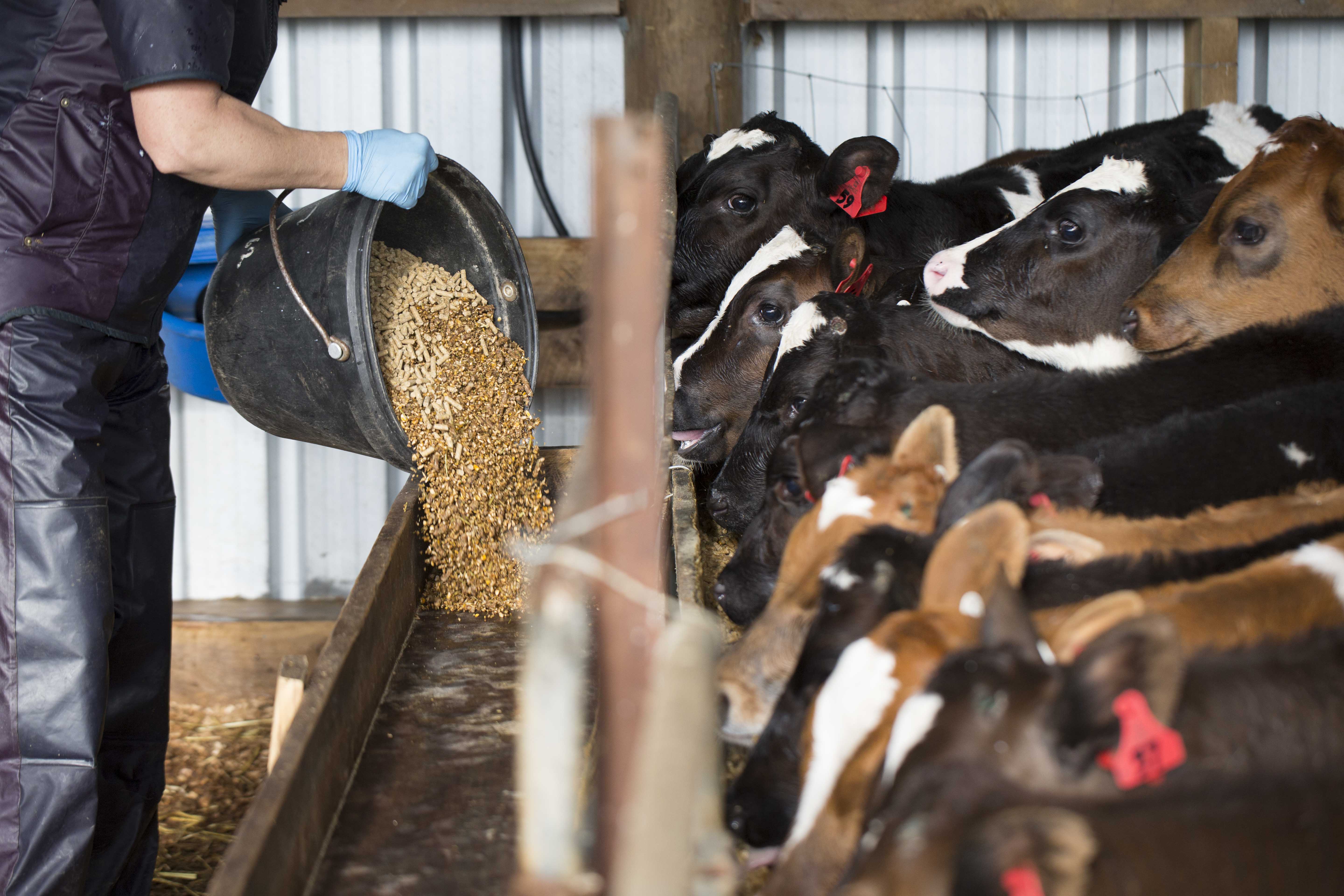 Feeding Meal - DairyNZ | DairyNZ