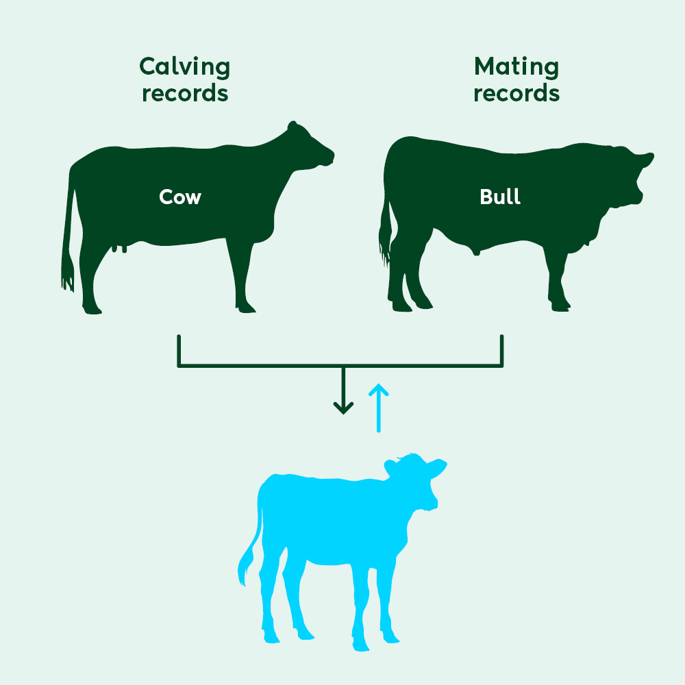 Calving and mating records create a 'link' between a calf and its parents.