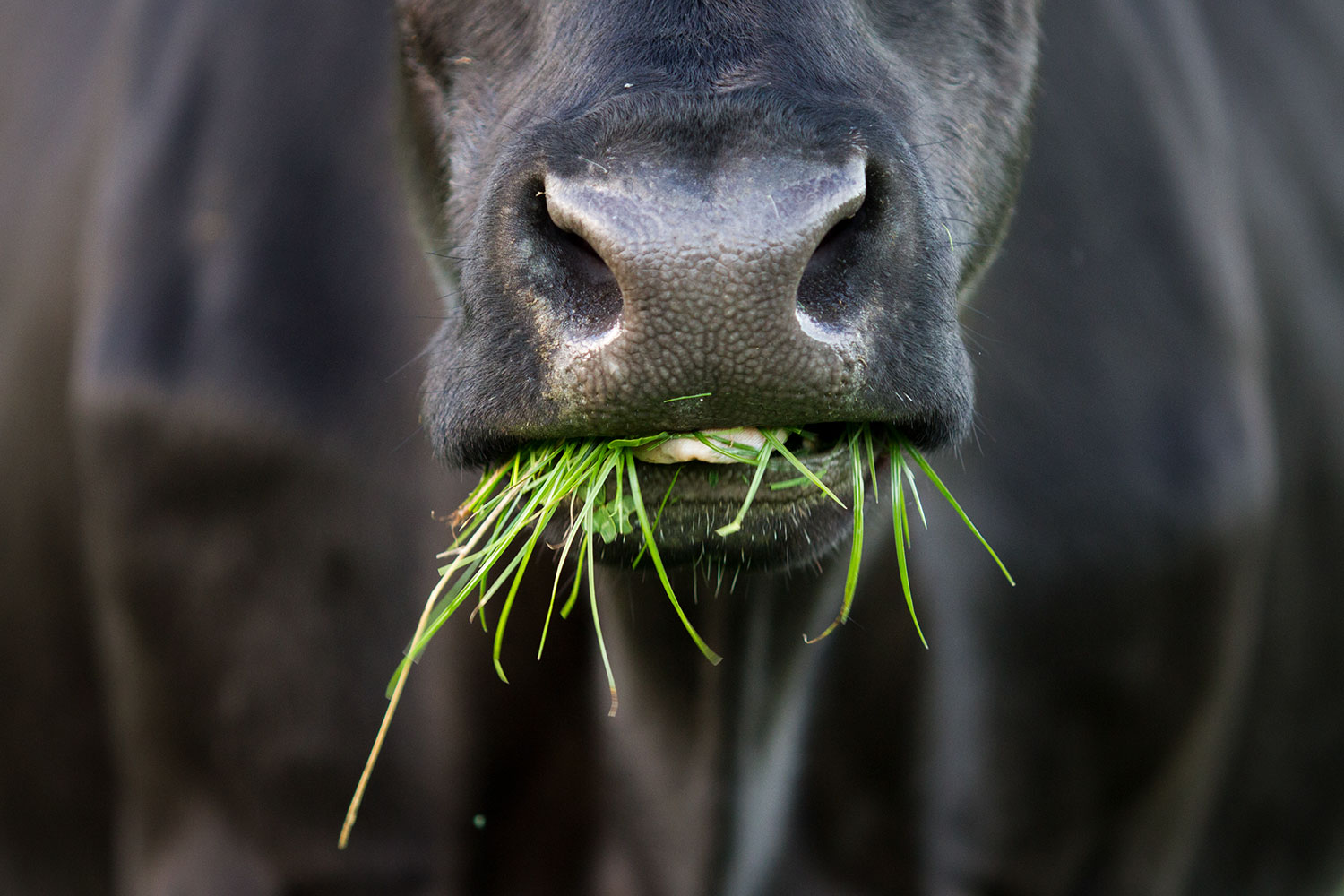 DairyBase Terms Of Use - DairyNZ | DairyNZ