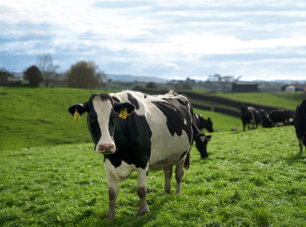 www.dairynz.co.nz