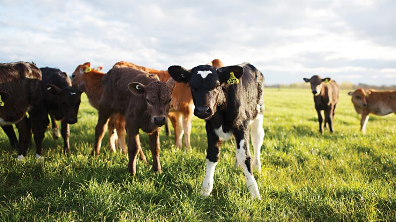 Research - Science Projects - Fertility Bv Animal Model | DairyNZ