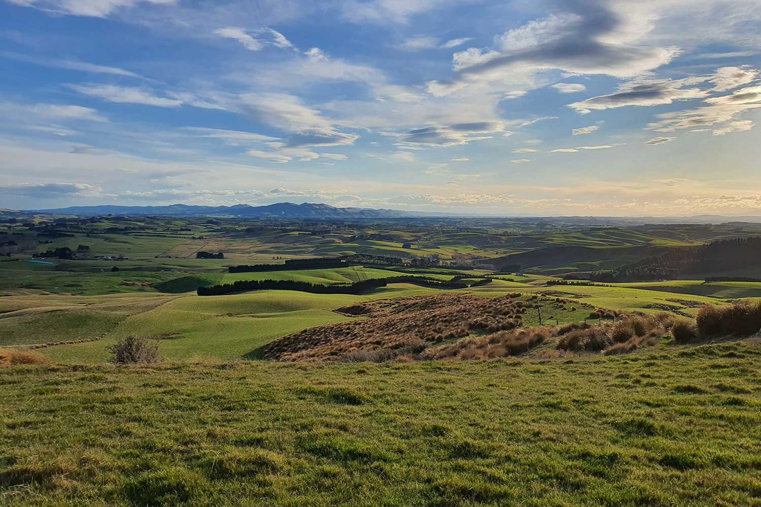 High Pathogenicity Avian Influenza (HPAI) | DairyNZ