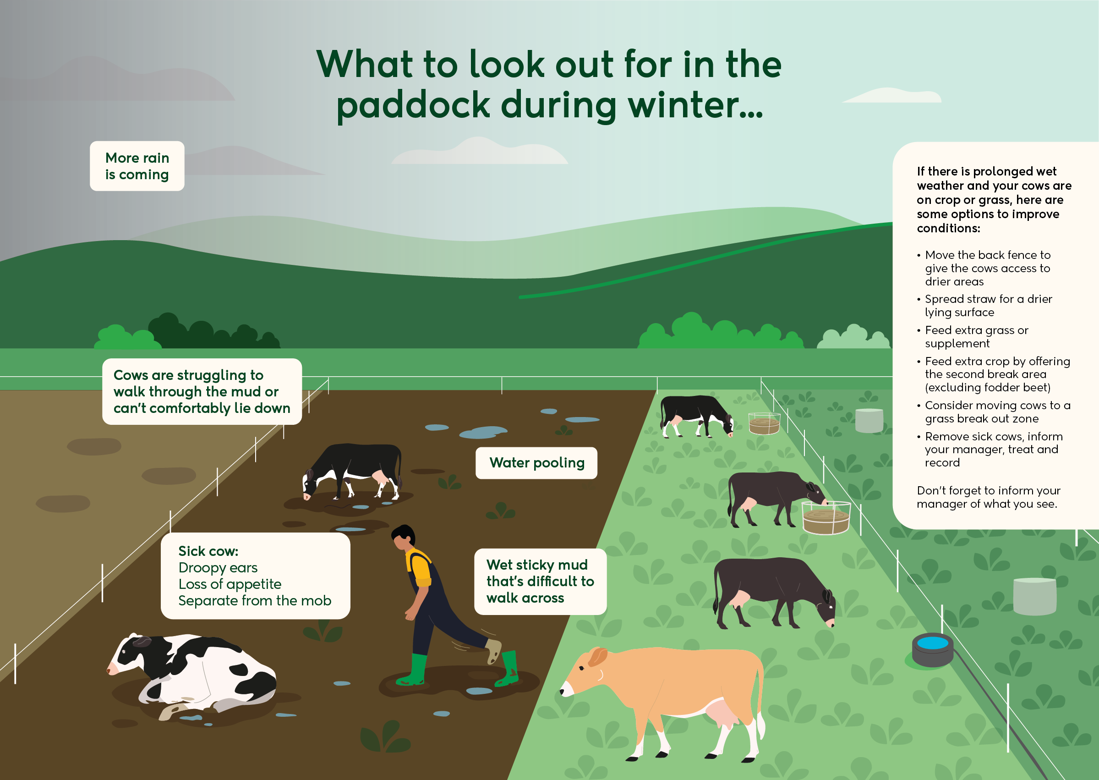 What To Look Out For In The Paddock During Winter Poster Image