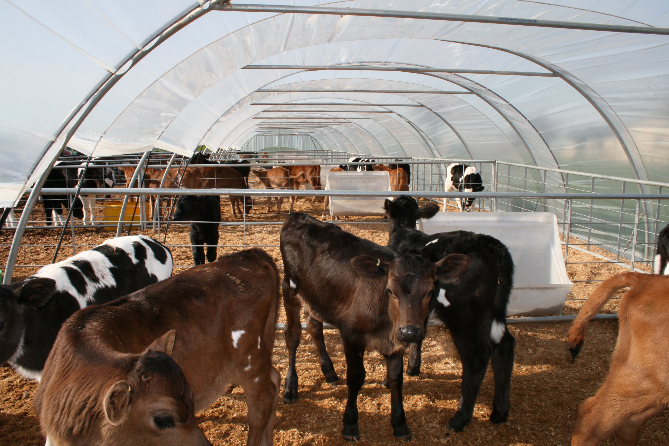 Calf bedding materials for spring - Dairy