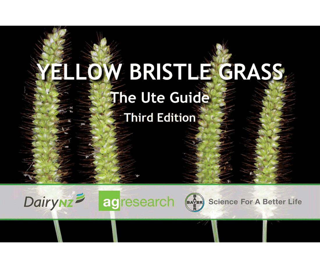 Yellow Bristle Grass Ute Guide 1000X838
