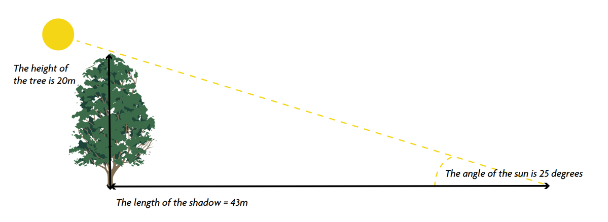 Diagram showing the length of shadow from mature trees in winter