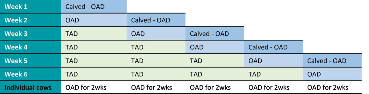 Early lactation once-a-day (OAD) for 3 weeks