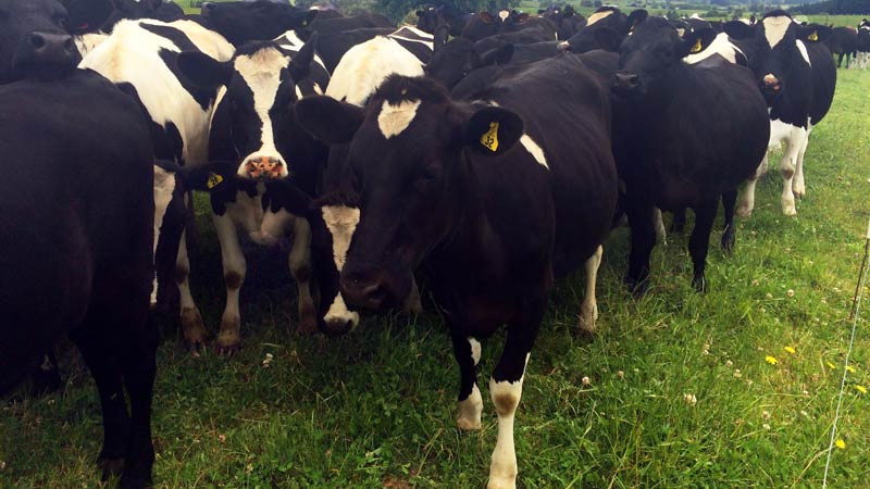 Heifers - DairyNZ | DairyNZ