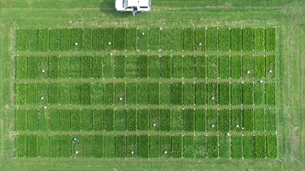 Plantain cultivar evaluation system for the plantain programme research