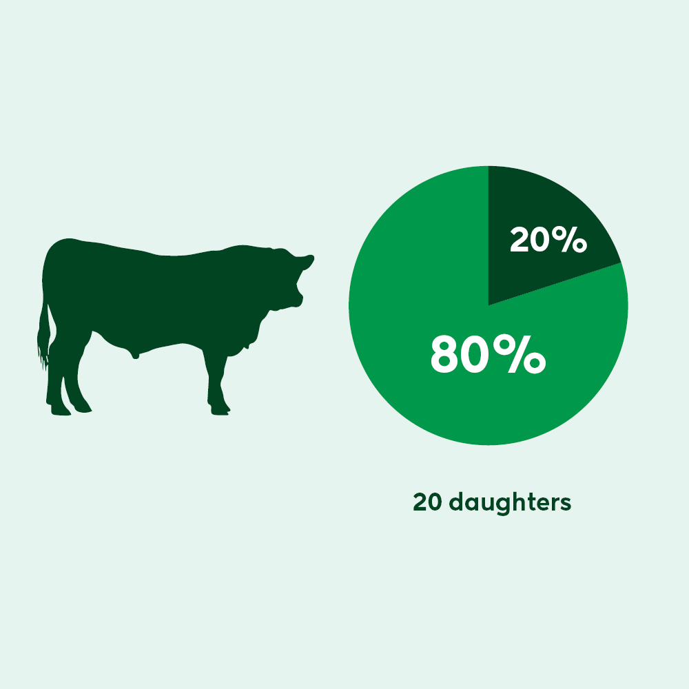 A heifer's performance data will flow backward to strengthen the BW of her sire.