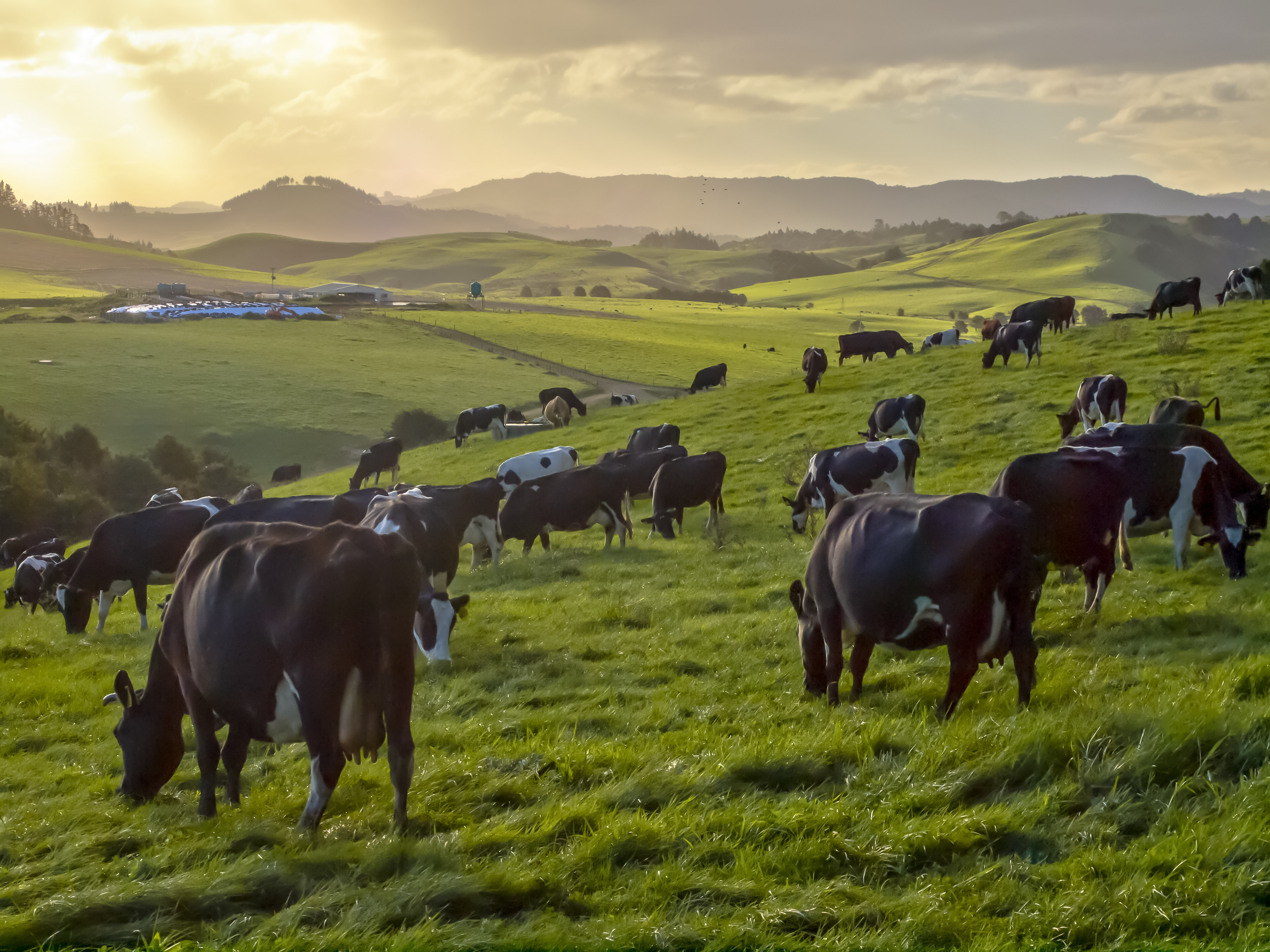 Dairy event brings money and best cows to Manawatu